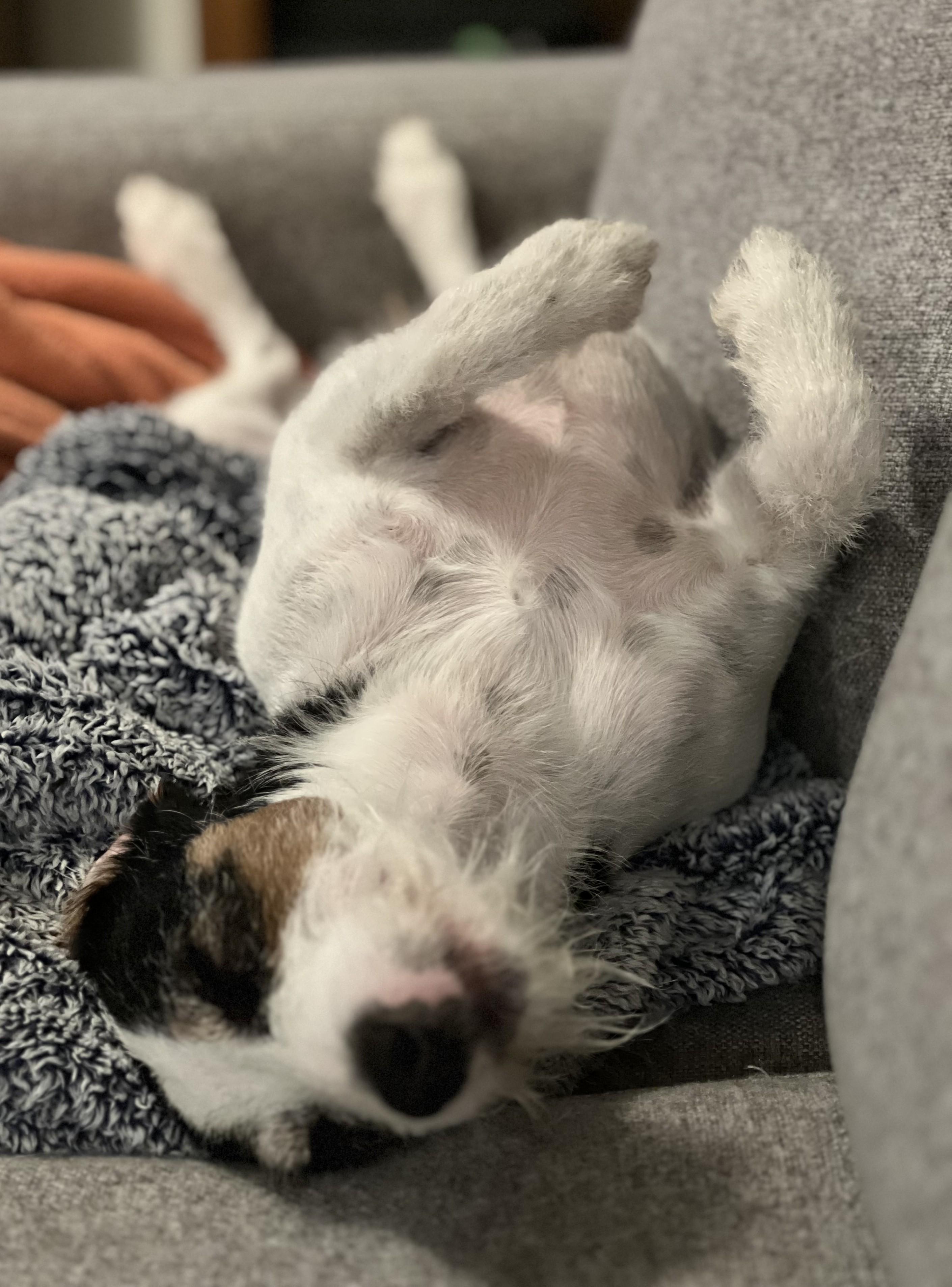 Enlarge Otis, a Adoptable Jack Russell Terrier in Clatskanie, OR image 4/6
