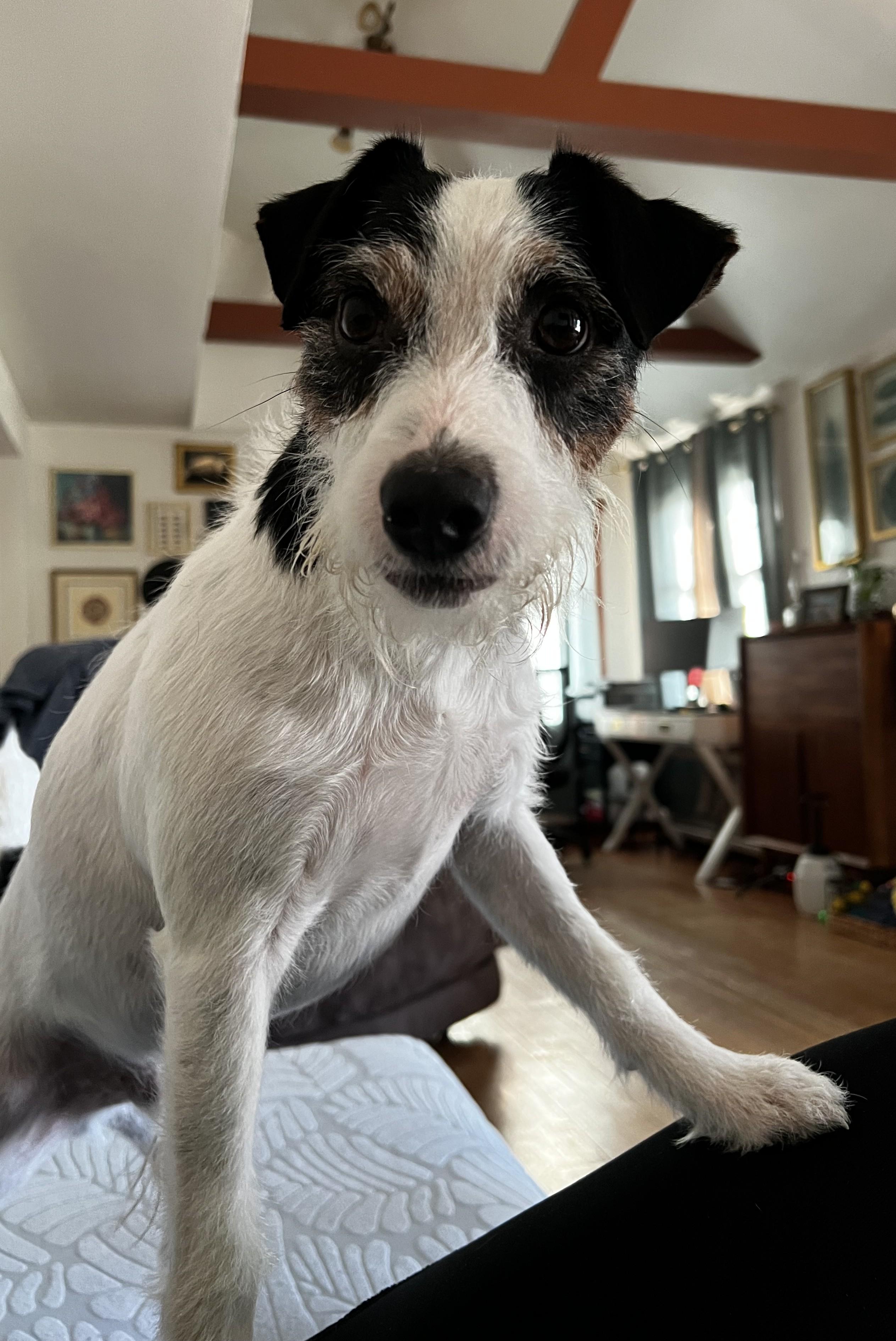 Enlarge Otis, a Adoptable Jack Russell Terrier in Clatskanie, OR image 3/6