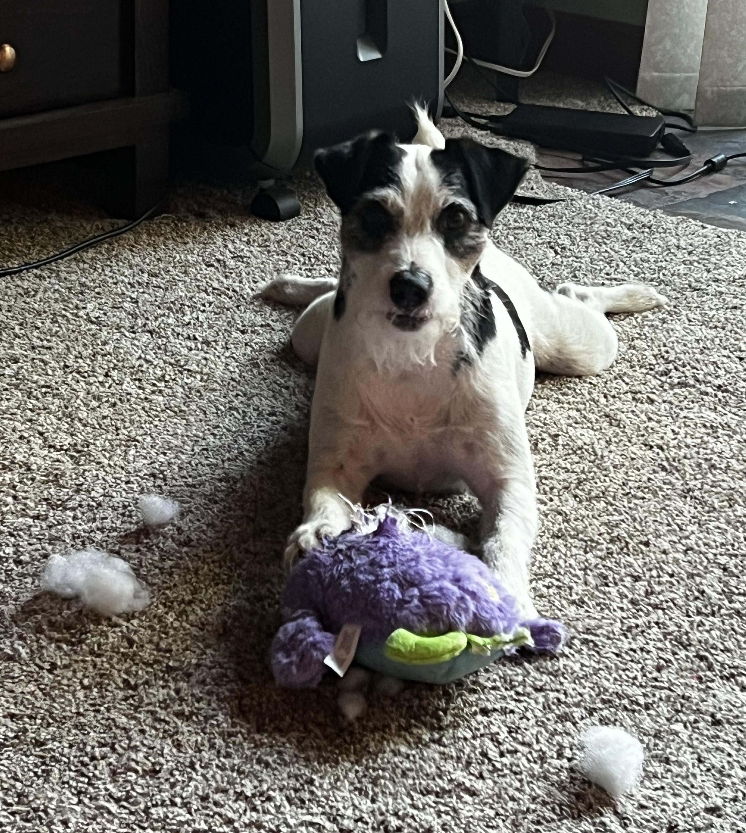 Enlarge Otis, a Adoptable Jack Russell Terrier in Clatskanie, OR image 5/6