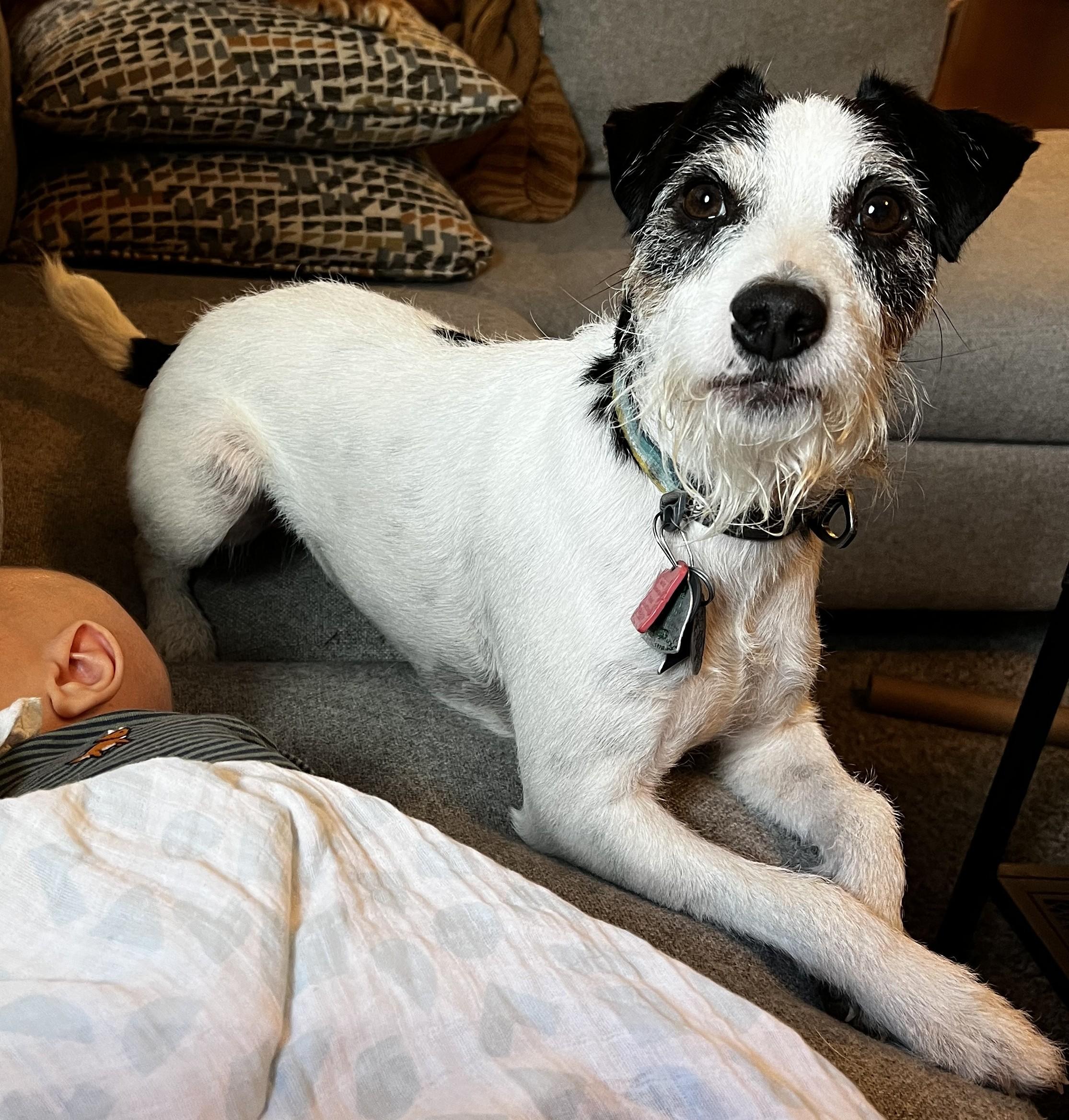 Enlarge Otis, a Adoptable Jack Russell Terrier in Clatskanie, OR image 6/6