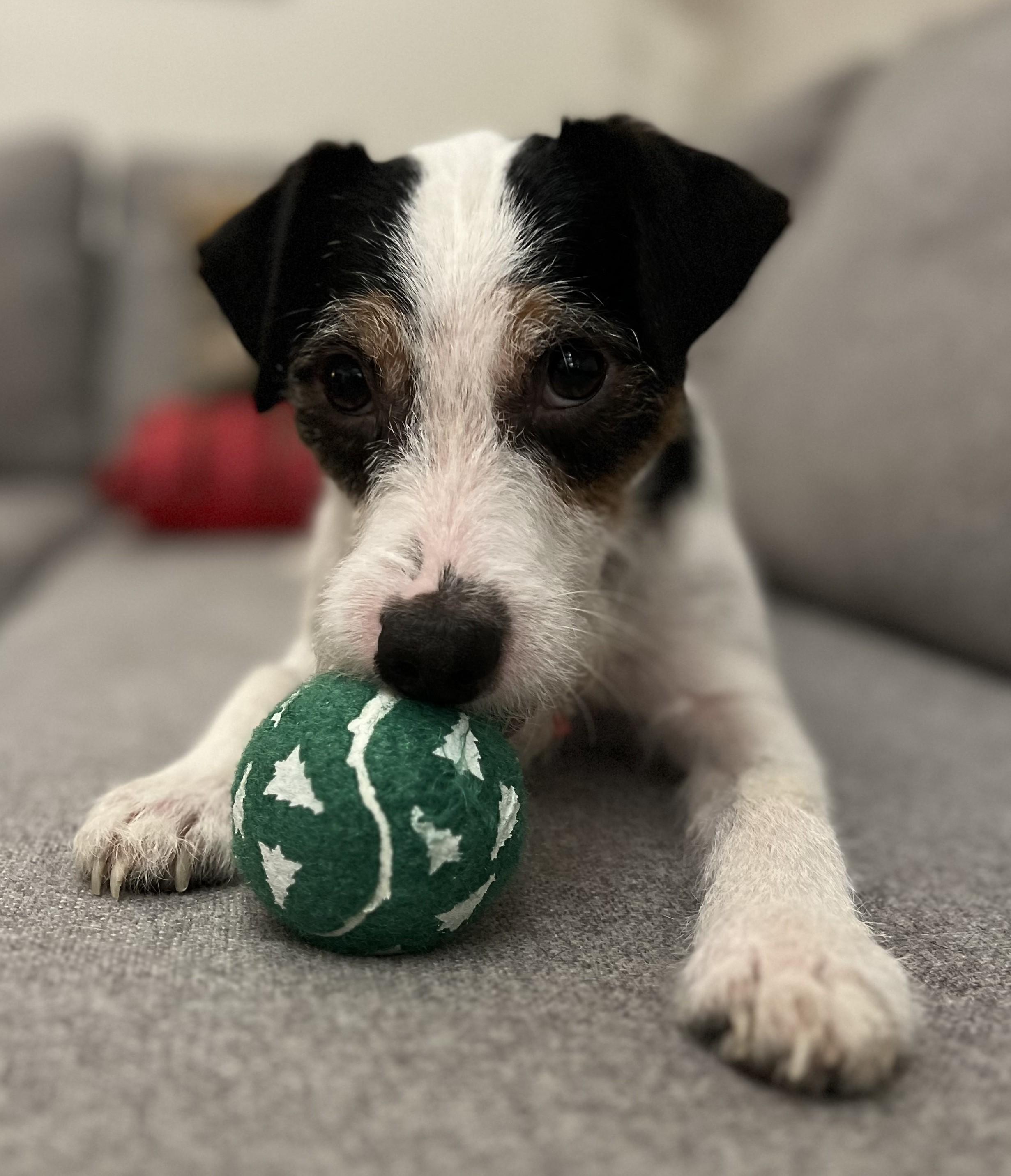 Enlarge Otis, a Adoptable Jack Russell Terrier in Clatskanie, OR image 2/6