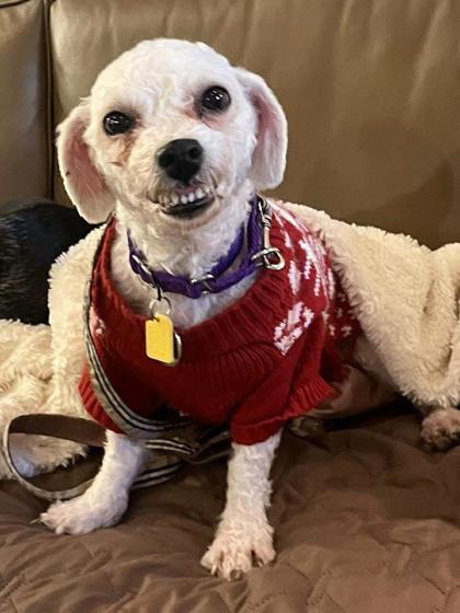 Cameo, a Adoptable Bichon Frise in Malvern, PA image 1/3