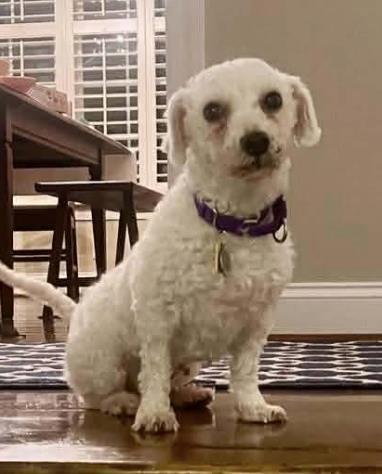 Cameo, a Adoptable Bichon Frise in Malvern, PA image 2/3