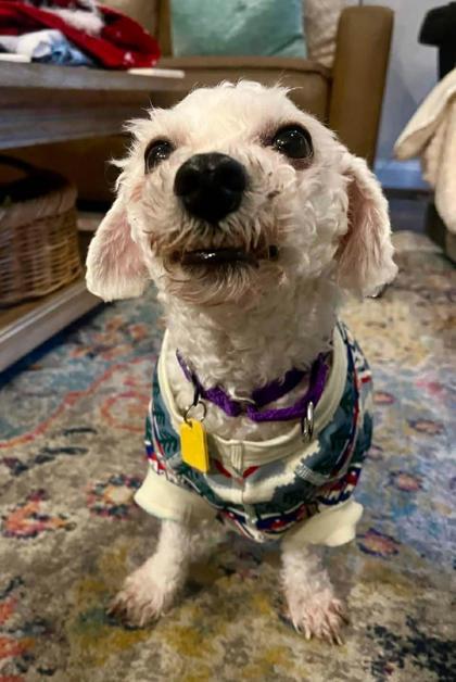Cameo, a Adoptable Bichon Frise in Malvern, PA image 3/3