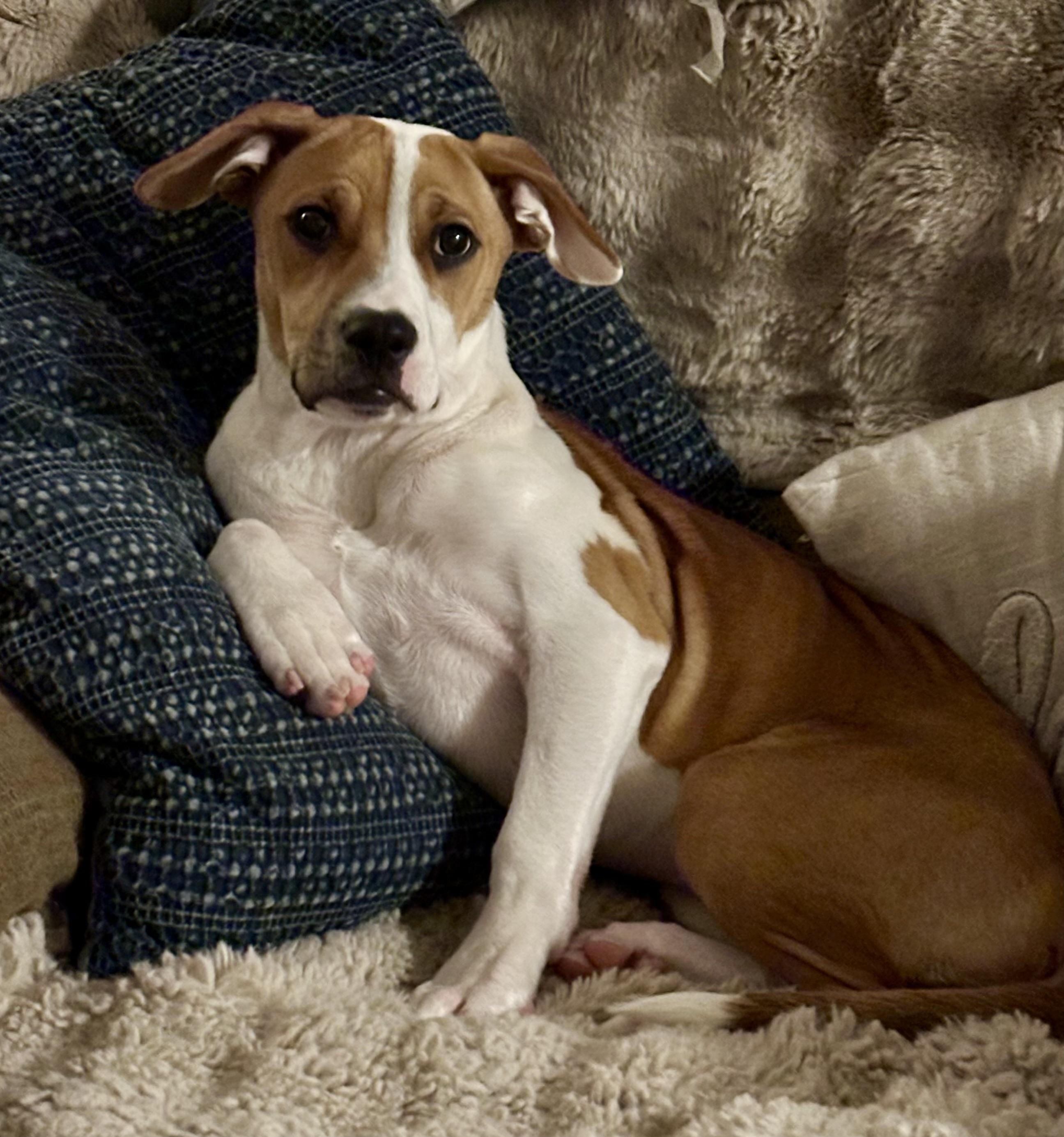 Enlarge Lola , a ADOPTABLE mixed breed in Succasunna, NJ image 4/6