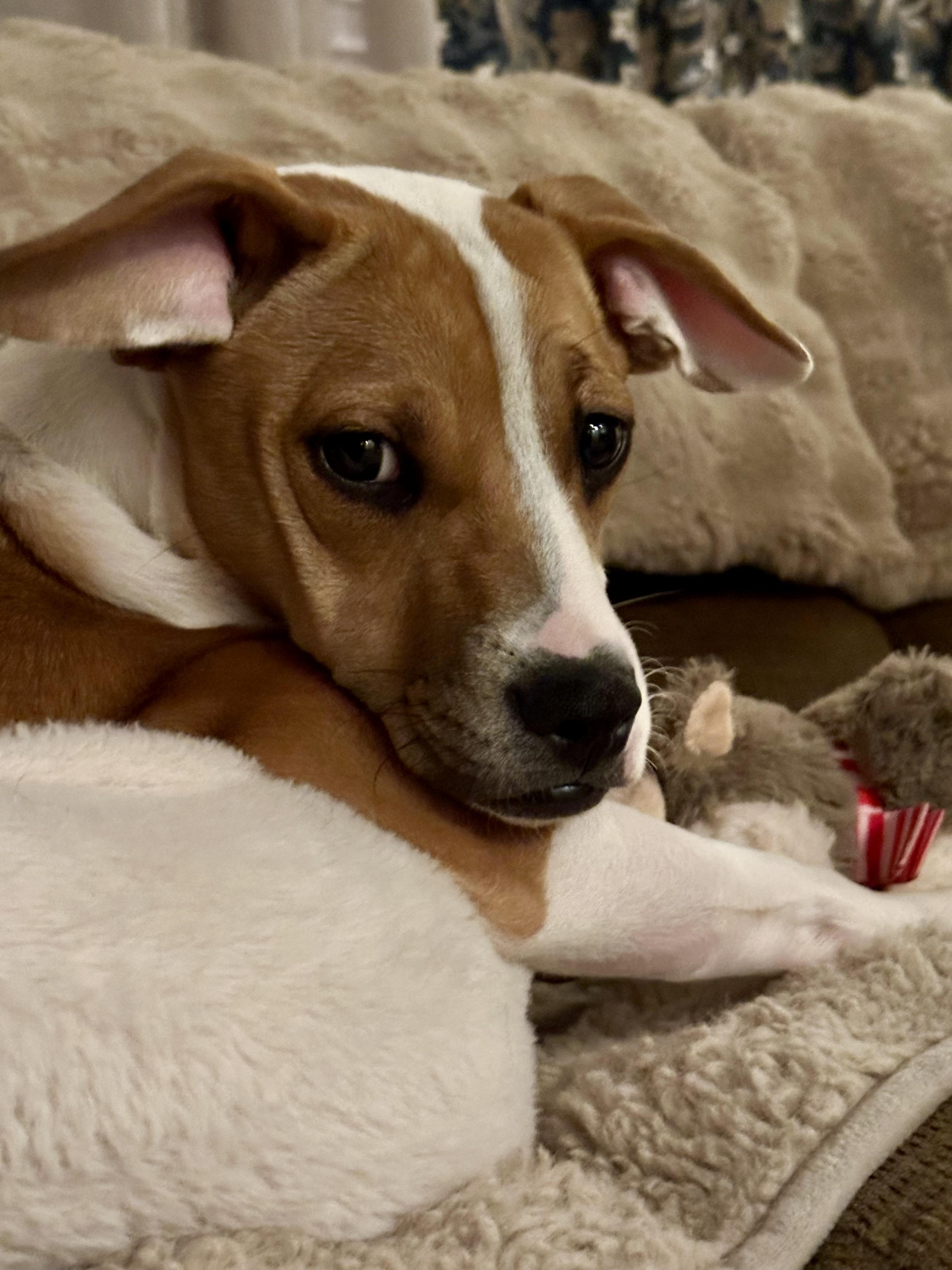 Enlarge Lola , a ADOPTABLE mixed breed in Succasunna, NJ image 2/6