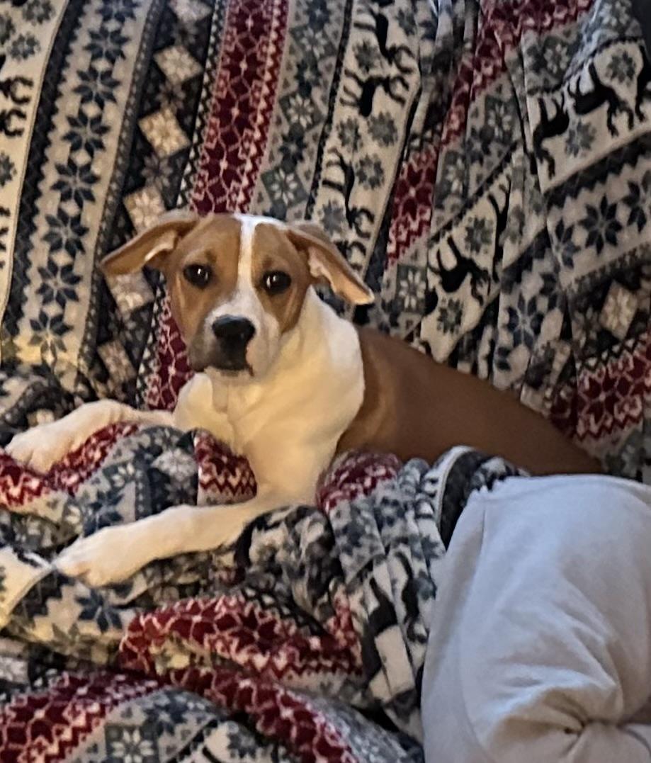 Enlarge Lola , a ADOPTABLE mixed breed in Succasunna, NJ image 6/6