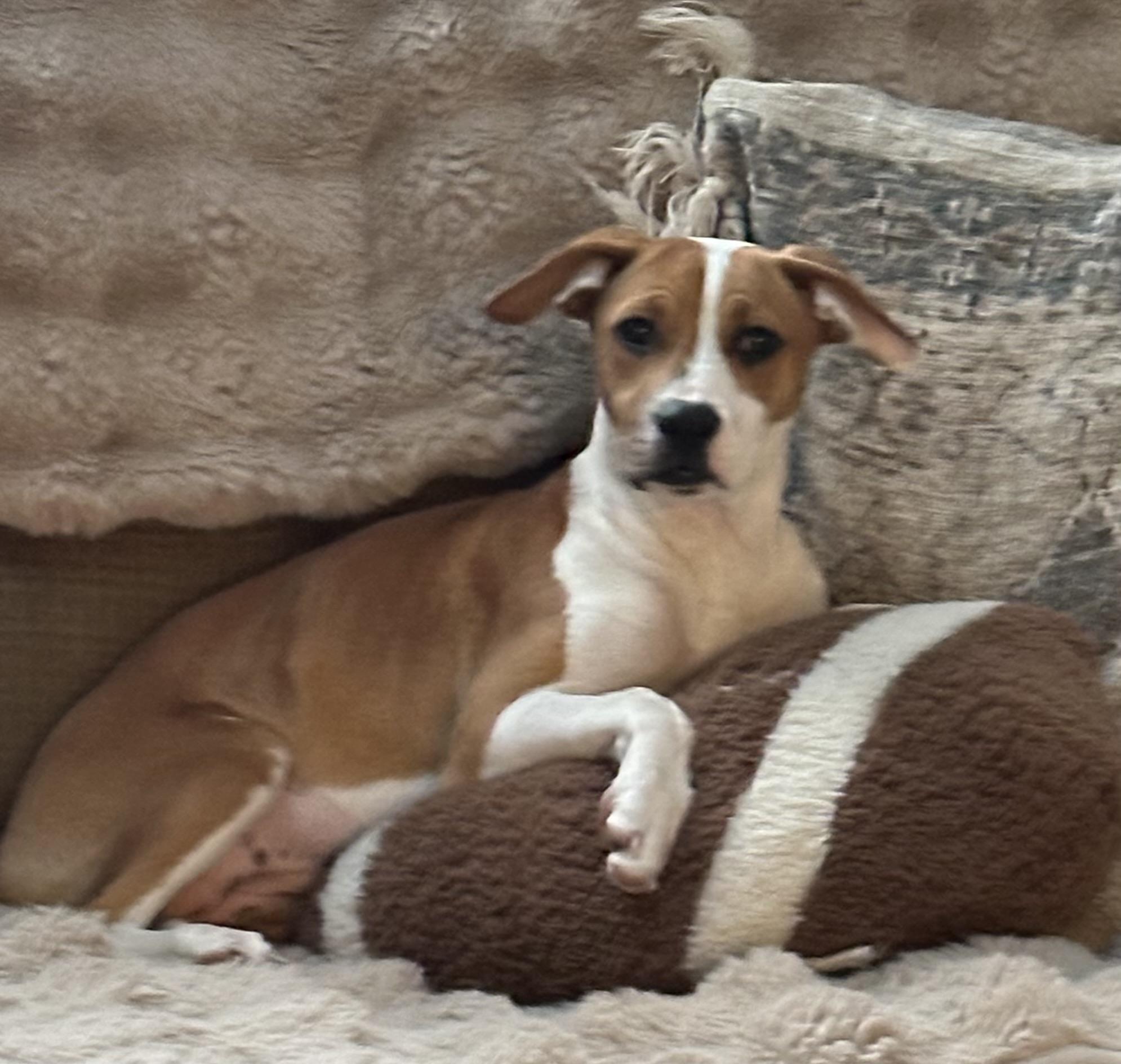 Enlarge Lola , a ADOPTABLE mixed breed in Succasunna, NJ image 5/6