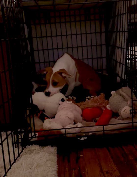 Enlarge Lola , a ADOPTABLE mixed breed in Succasunna, NJ video 1/6