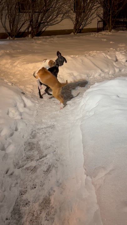 Enlarge Lola , a ADOPTABLE mixed breed in Succasunna, NJ video 3/6