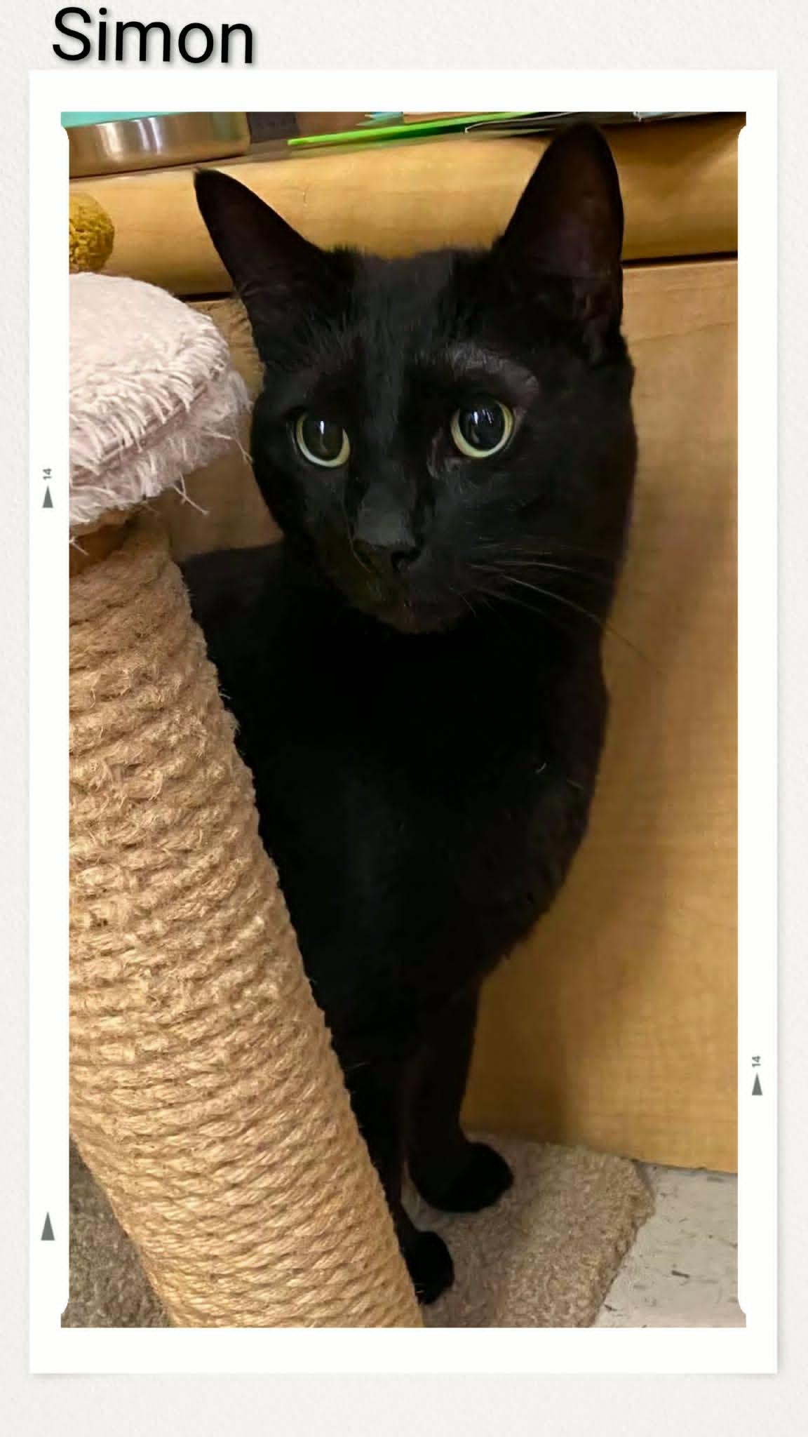 Enlarge Simon, a Adoptable Domestic Short Hair in Caistor Centre, ON image 1/1