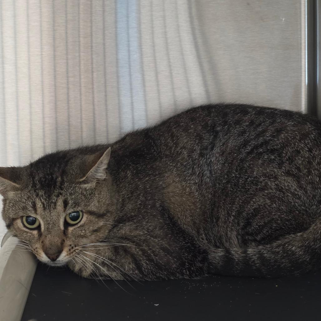 Enlarge KFC, a Adoptable Domestic Short Hair in Sand Springs, OK image 1/1