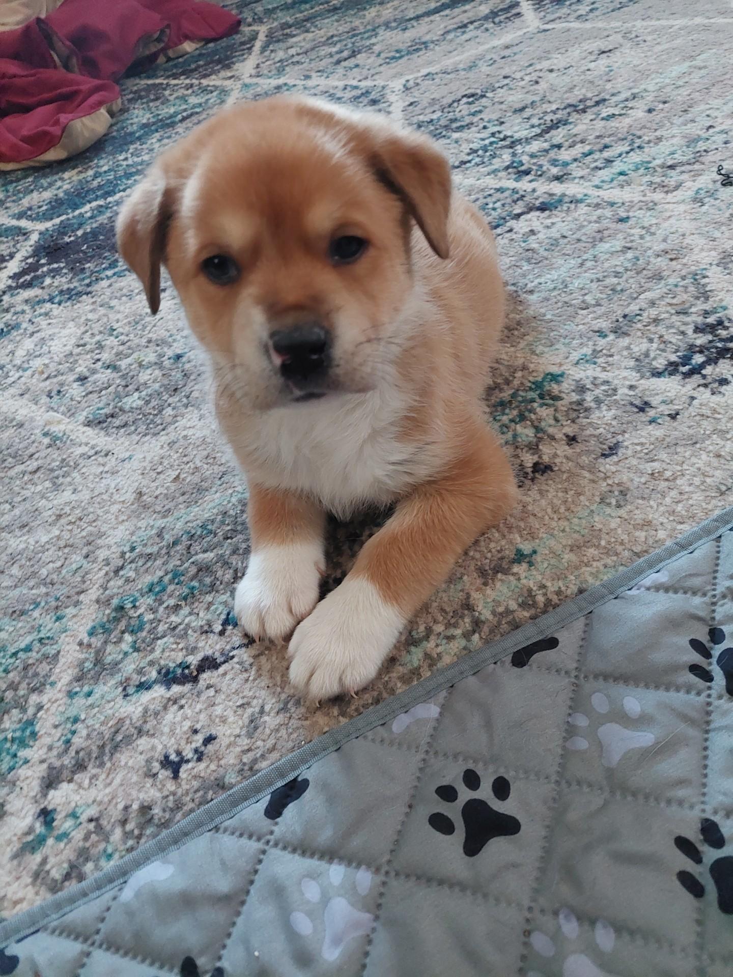 Enlarge Oakley, a ADOPTABLE mixed breed in Winter, WI image 1/1