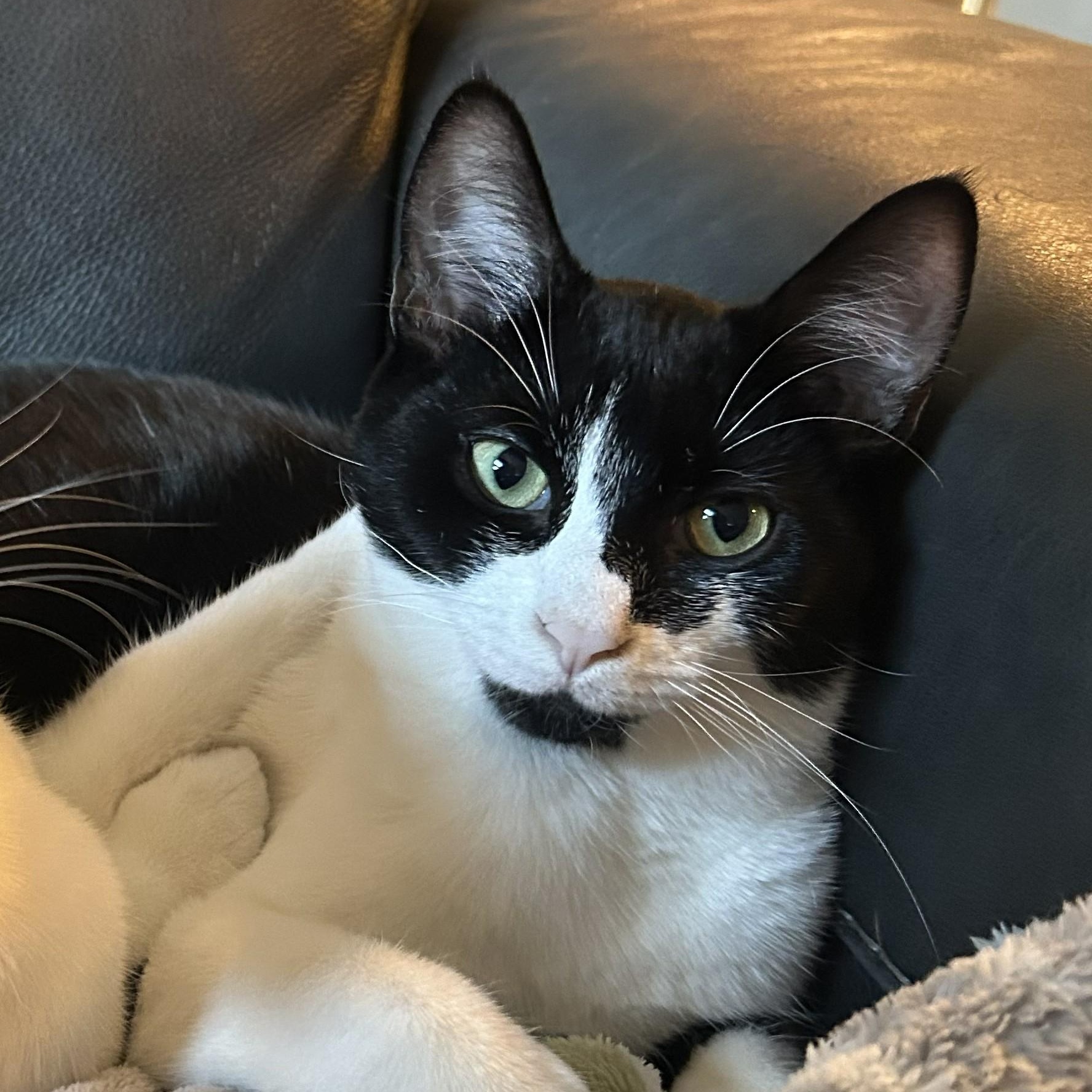 Cookies & Cream (with Double Stuffed Oreo)