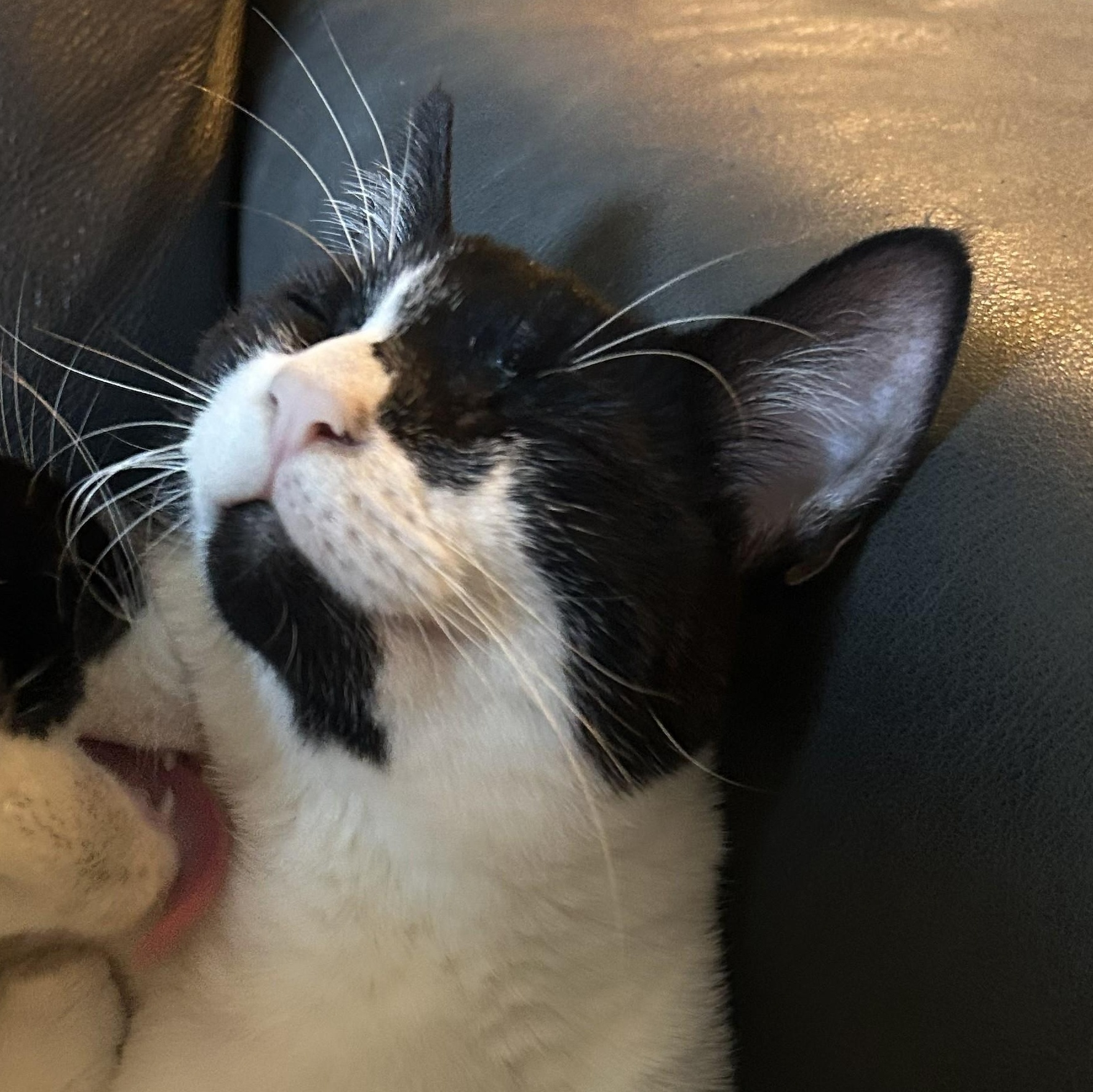 Cookies & Cream (with Double Stuffed Oreo)