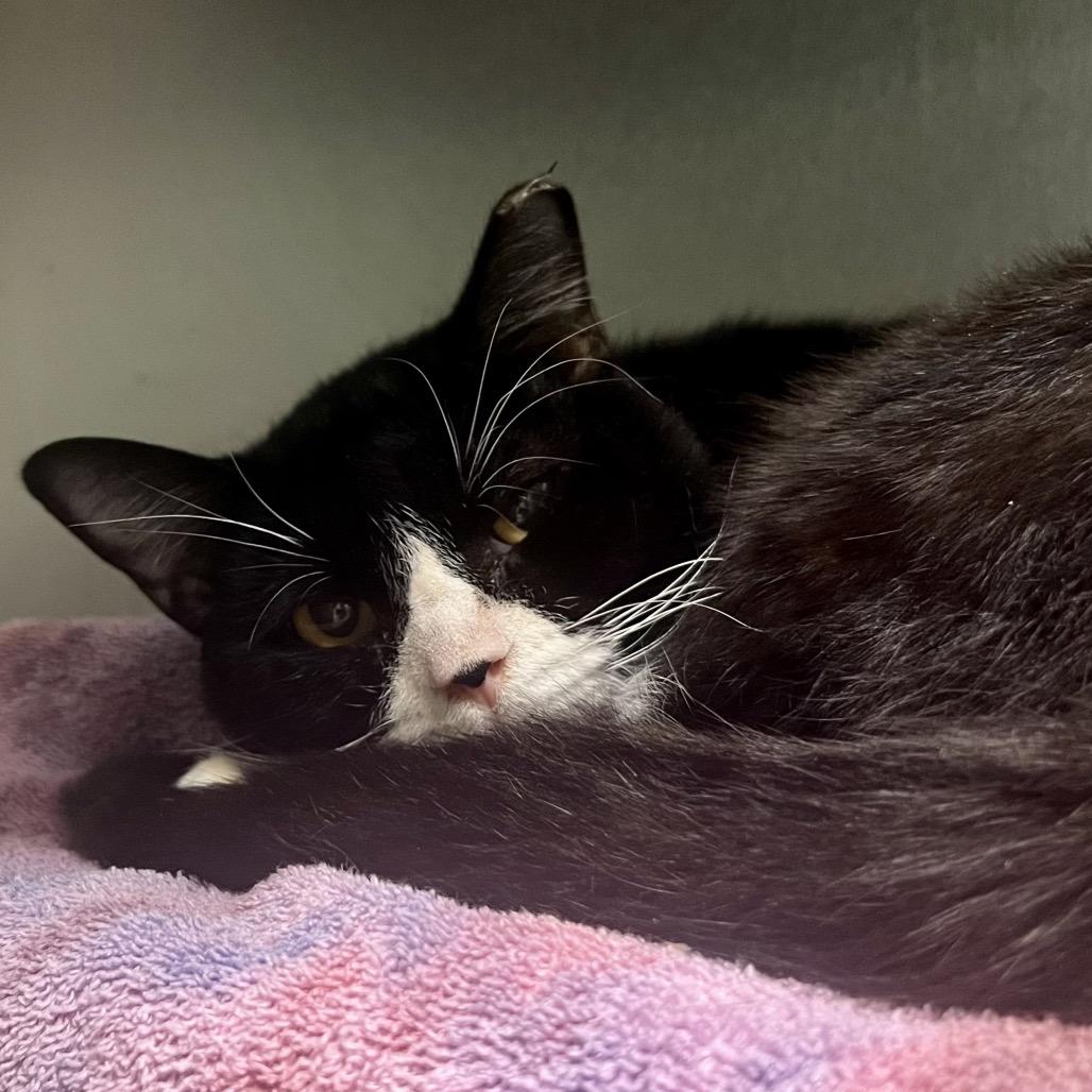 Sailor Cat Matros, Adoptable, Adult Male Domestic Short Hair.