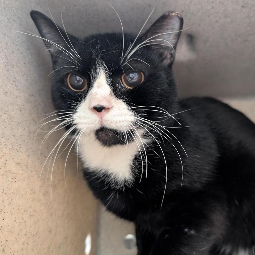 Enlarge Sailor Cat Matros, a Adoptable Domestic Short Hair in Tacoma, WA image 2/2