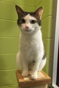 Enlarge Stella Ann, a Adoptable mixed breed in South Bend, IN image 1/6