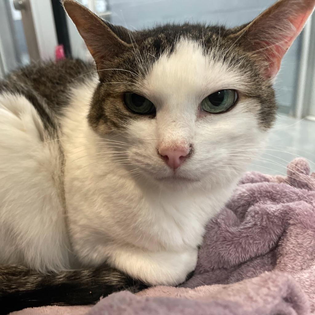 Enlarge Stella Ann, a Adoptable mixed breed in South Bend, IN image 2/6