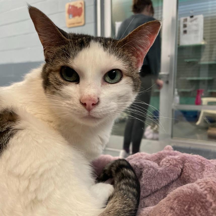 Enlarge Stella Ann, a Adoptable mixed breed in South Bend, IN image 3/6
