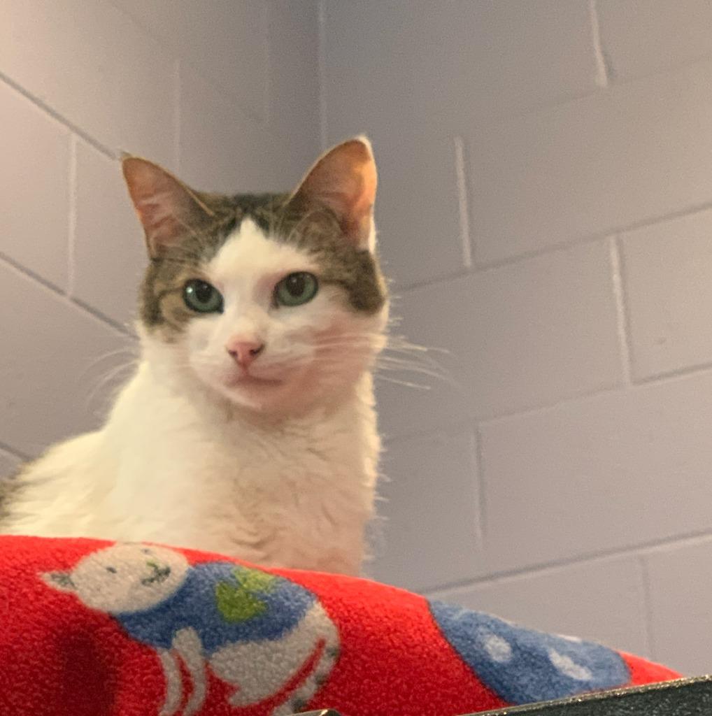 Enlarge Stella Ann, a Adoptable mixed breed in South Bend, IN image 5/6
