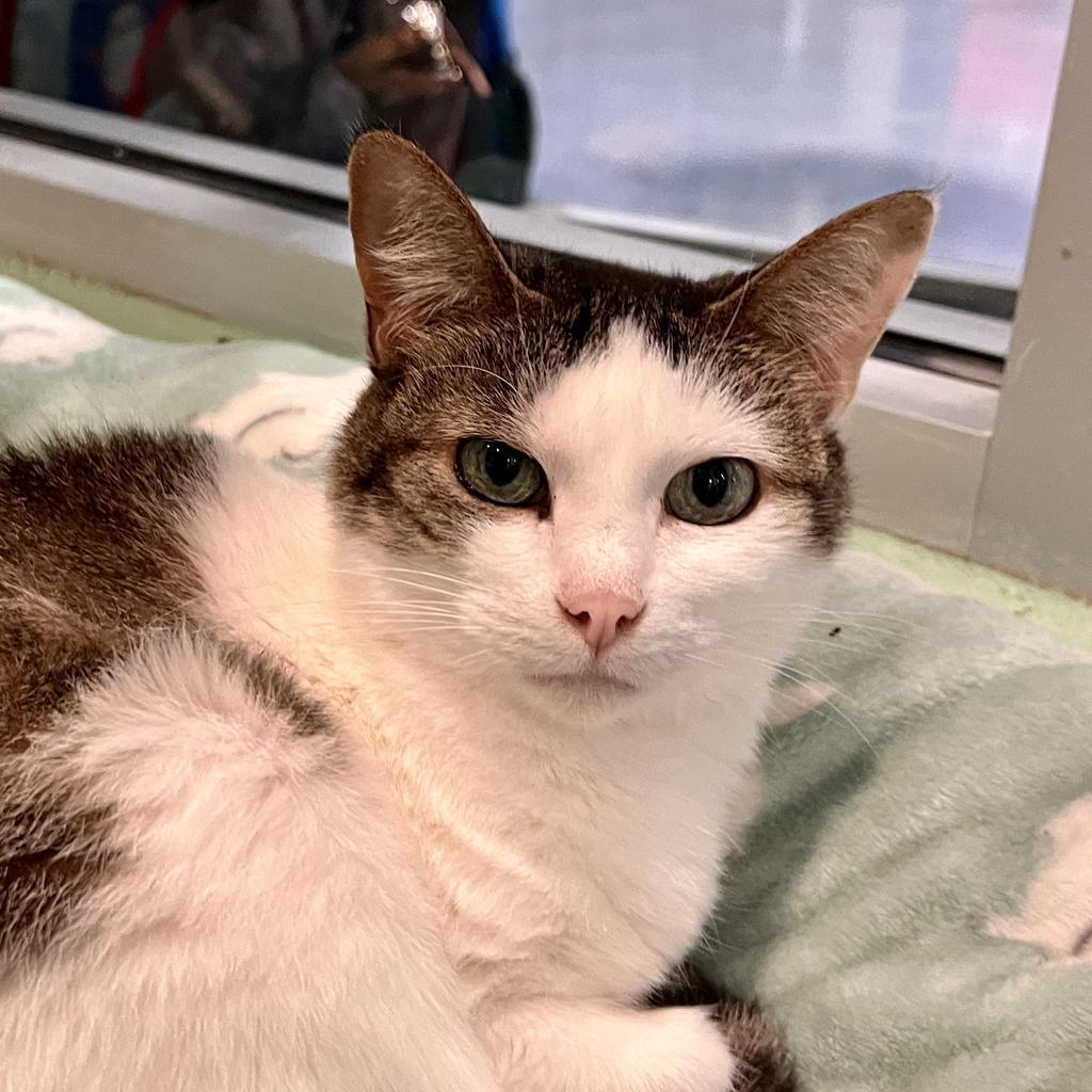 Enlarge Stella Ann, a Adoptable mixed breed in South Bend, IN image 6/6