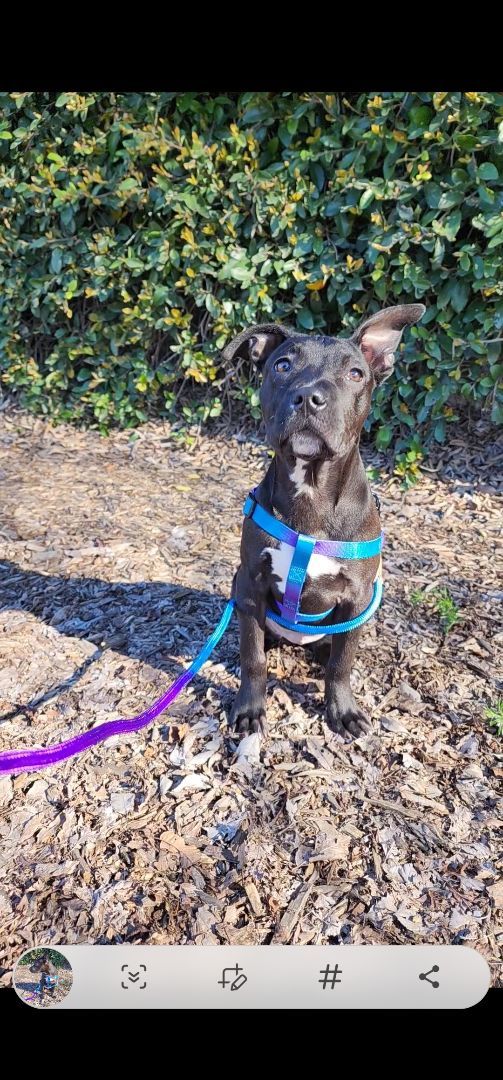 XENA , a Adopted mixed breed in Santa Clara, CA image 1/2