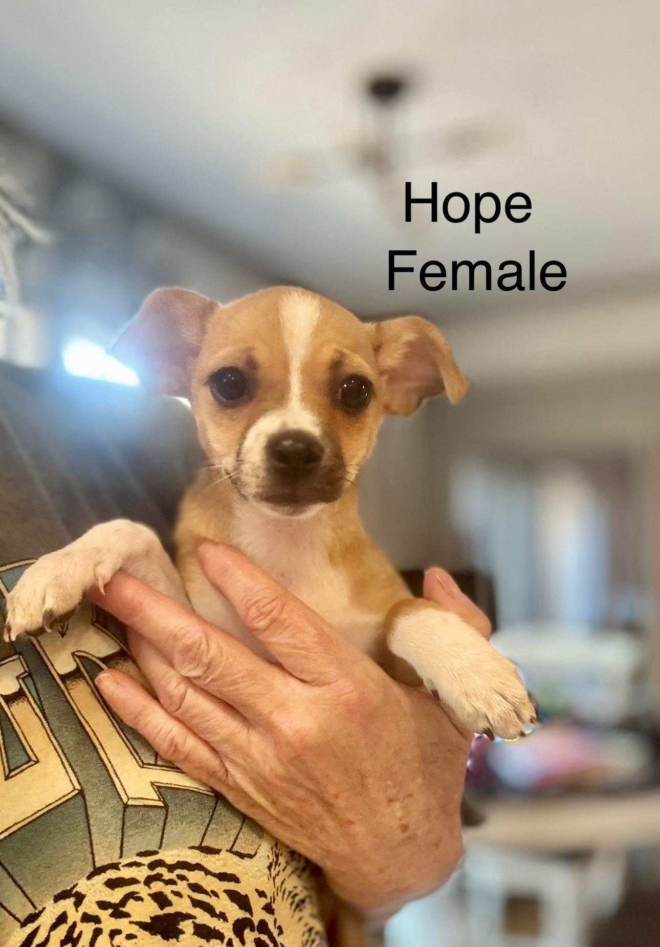 Hope photo 2