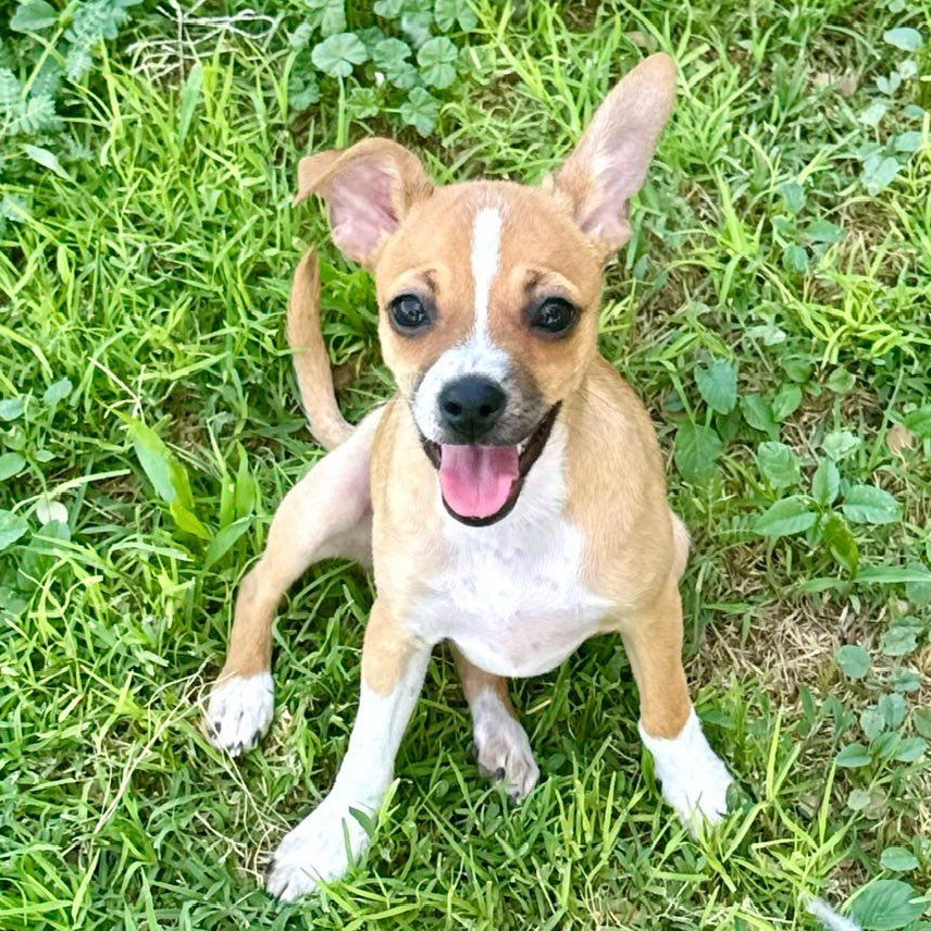 Hope, Baby Female Chihuahua