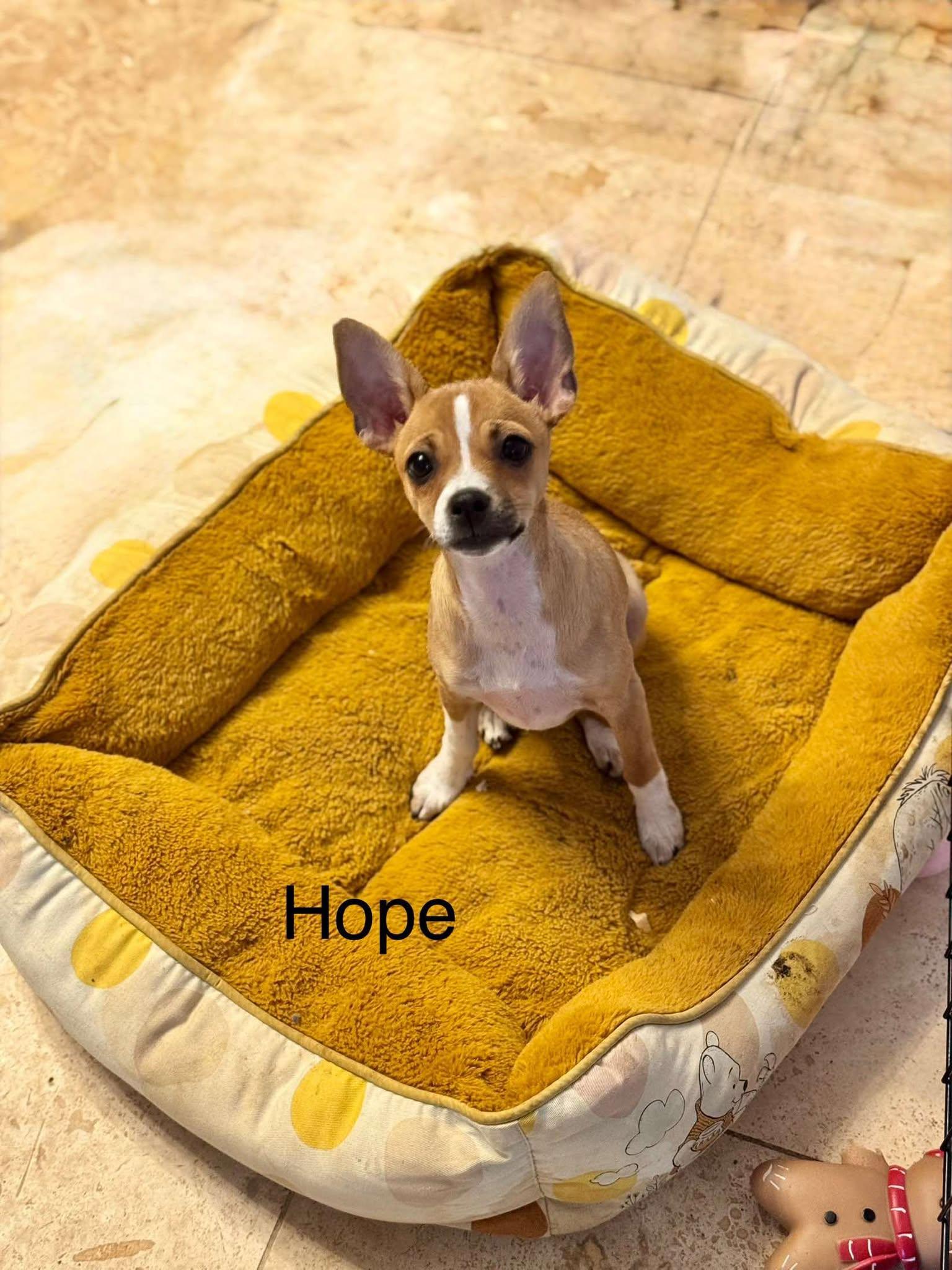 Hope photo 3
