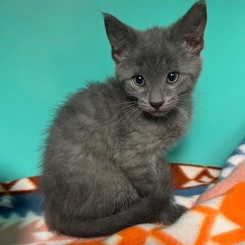 Forrest, Adoptable, Kitten Male Domestic Short Hair.