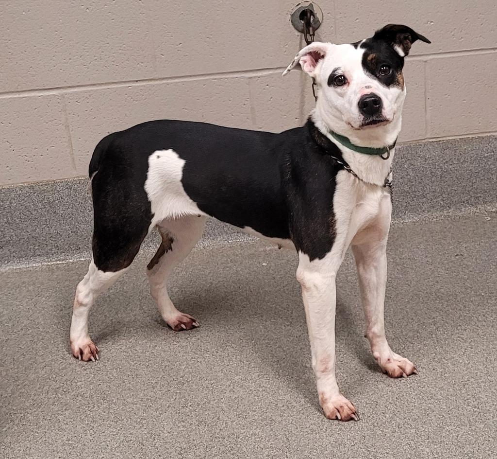 Dynasty, Adoptable, Young Female Rat Terrier.