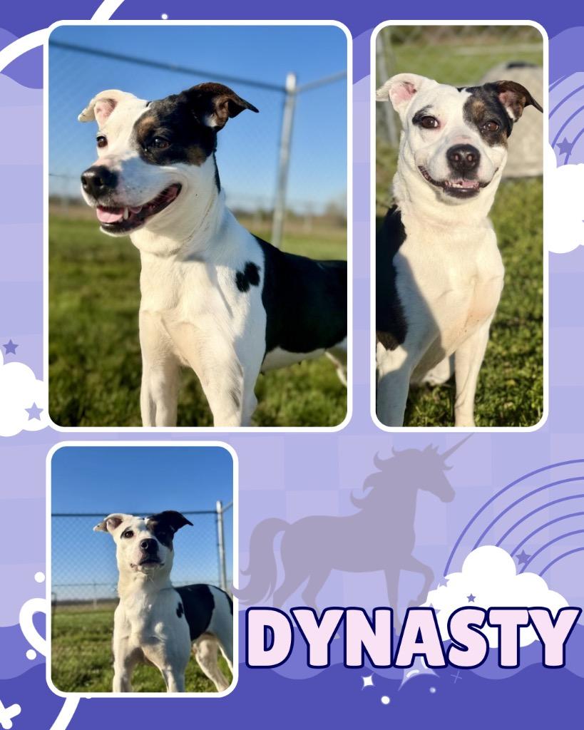 Enlarge Dynasty, a Adoptable mixed breed in Hopkinsville, KY image 2/3