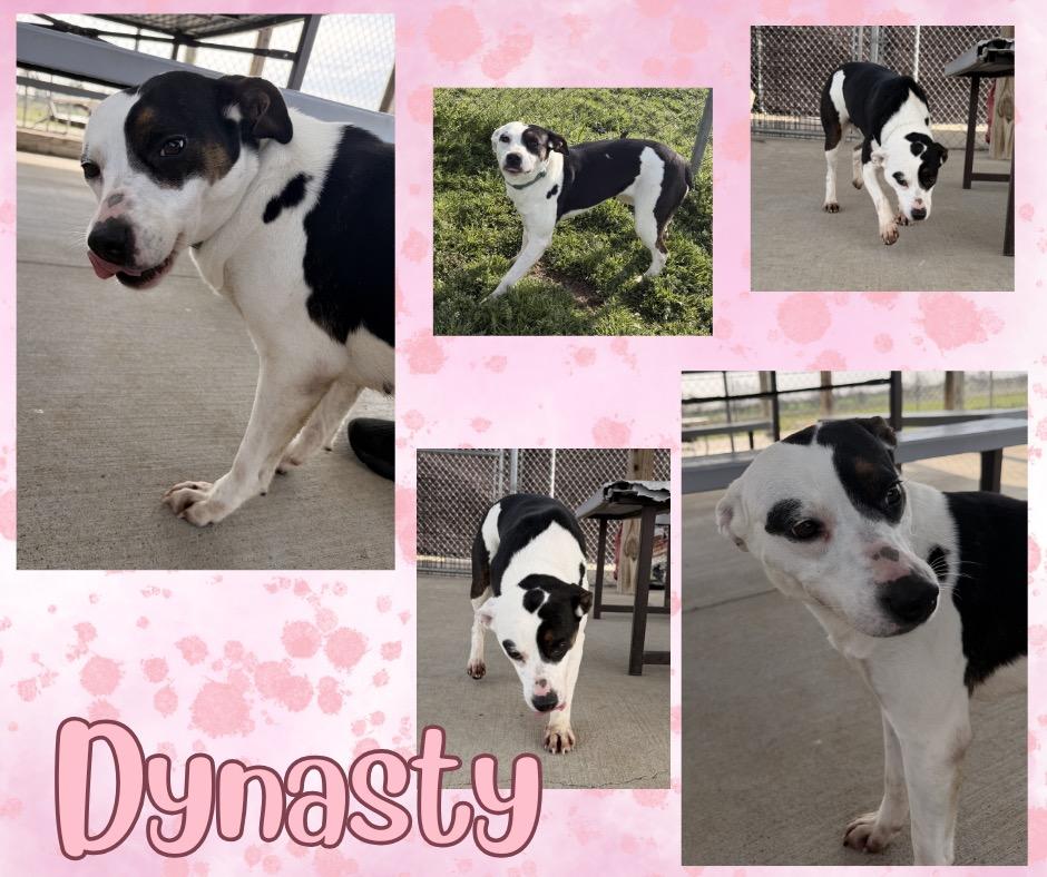 Enlarge Dynasty, a Adoptable mixed breed in Hopkinsville, KY image 3/3