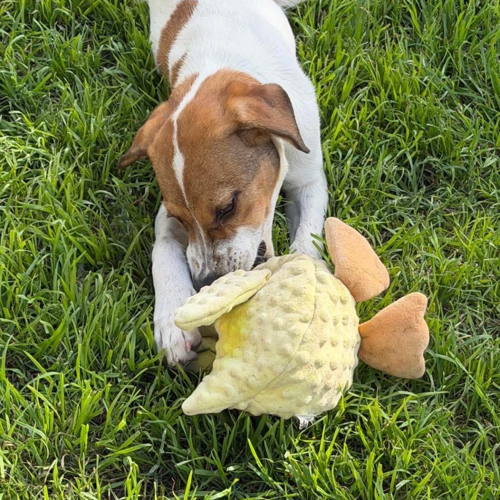 Dot, Adoptable, Puppy Female Beagle & Mixed Breed.