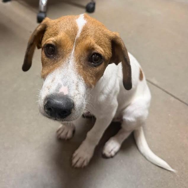 Enlarge Dot, a Adoptable mixed breed in Austin, TX image 2/5