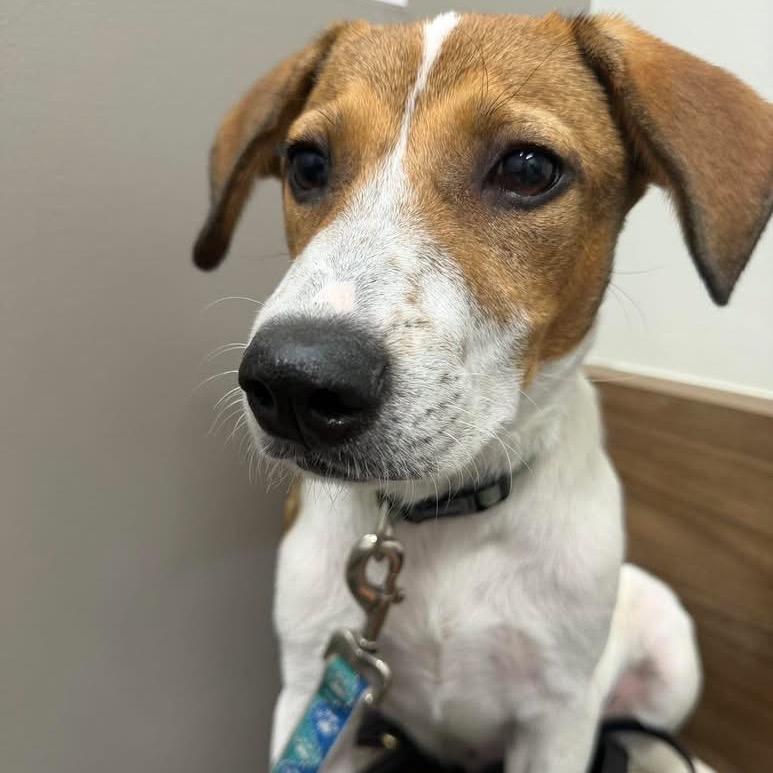 Enlarge Dot, a Adoptable mixed breed in Austin, TX image 5/5