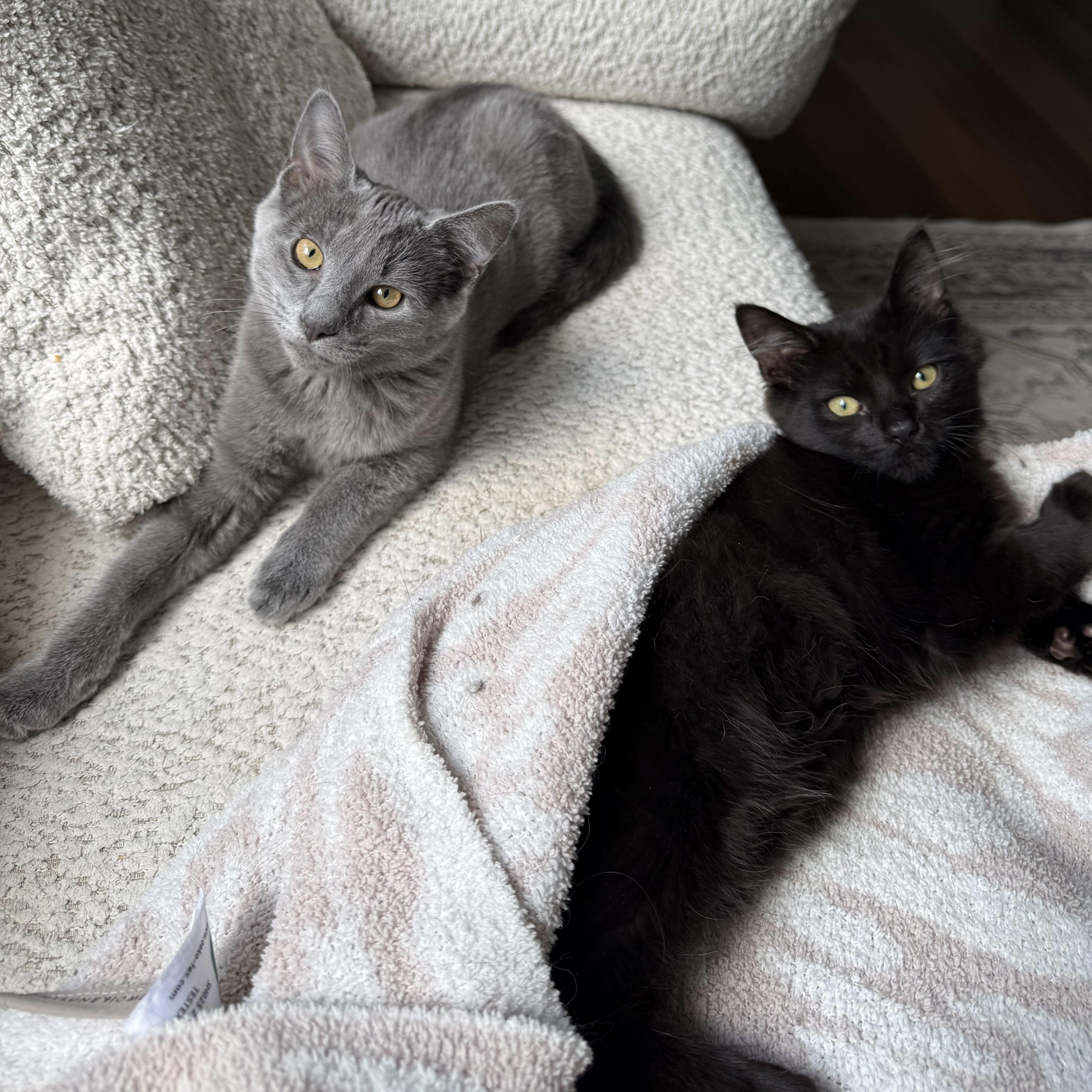 Enlarge Cloud, a Adoptable Domestic Short Hair in Massillon , OH image 5/5