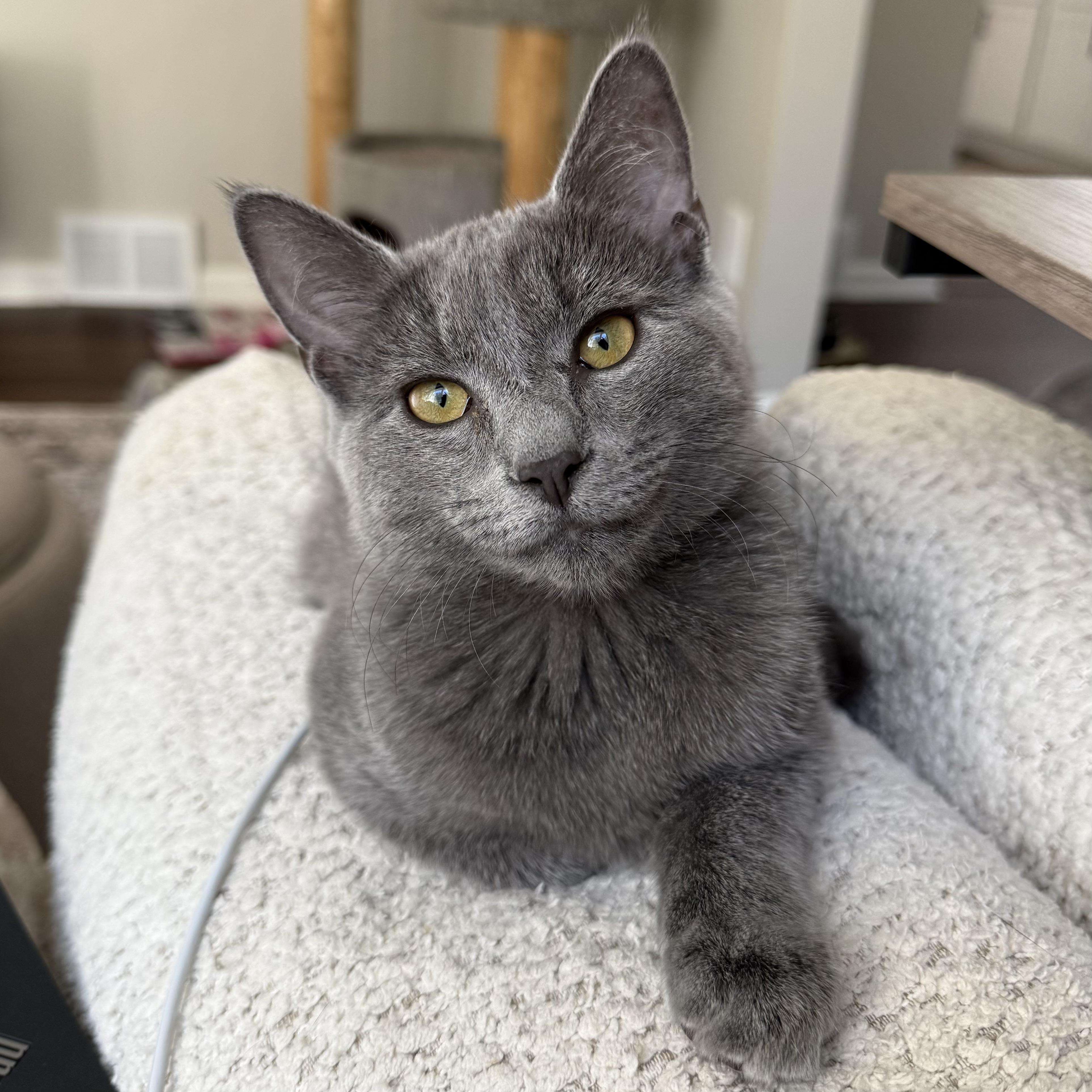 Enlarge Cloud, a Adoptable Domestic Short Hair in Massillon , OH image 1/5
