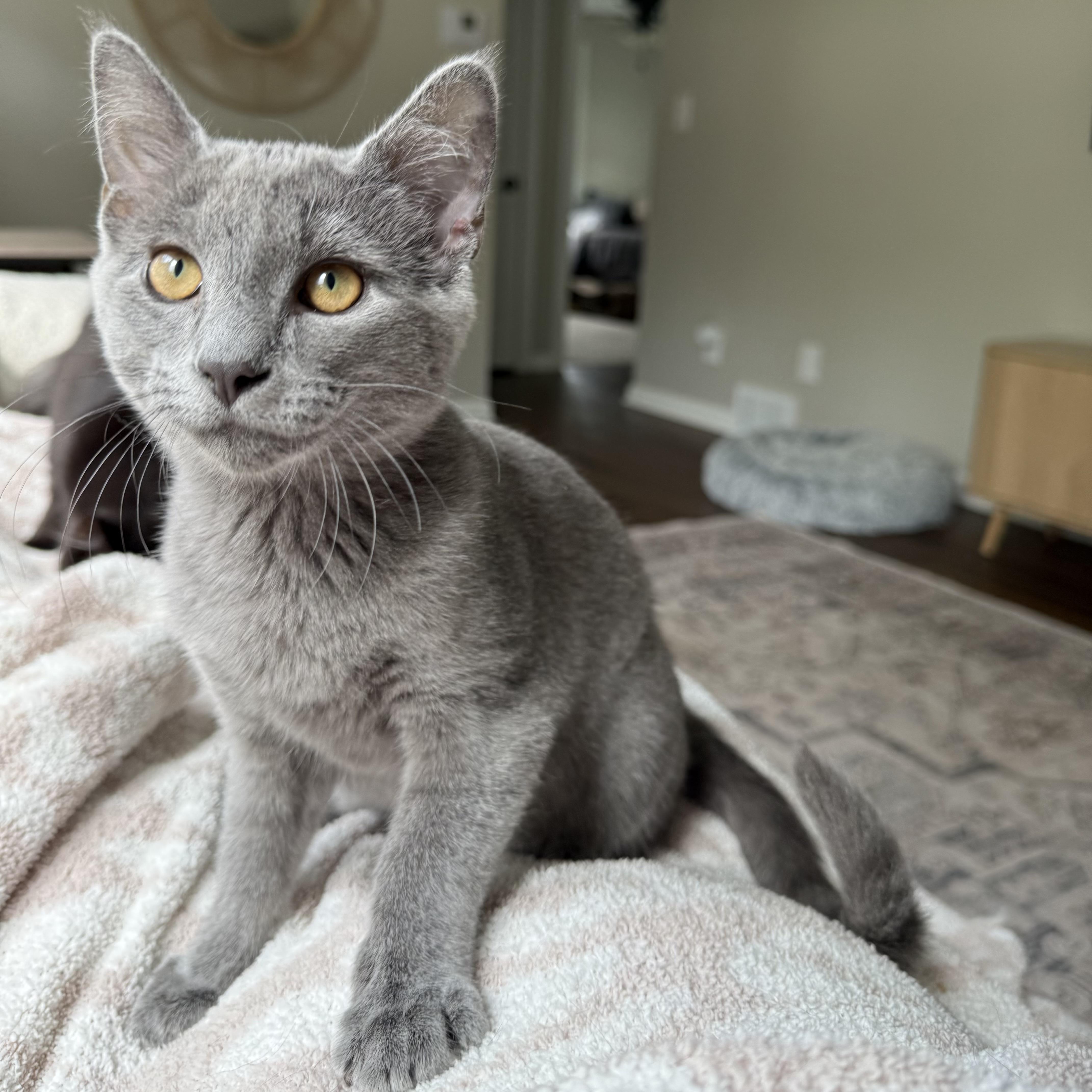 Enlarge Cloud, a Adoptable Domestic Short Hair in Massillon , OH image 3/5