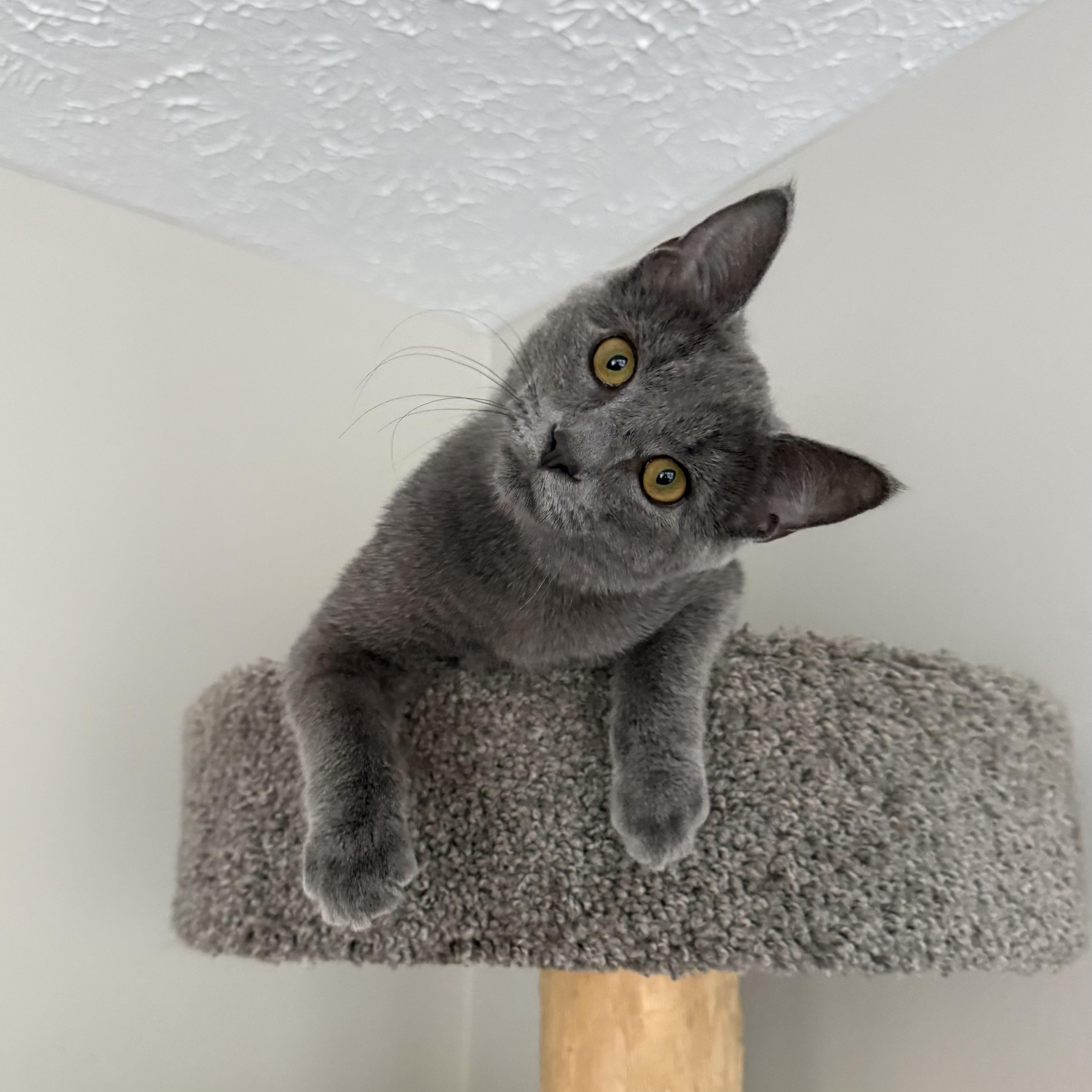 Enlarge Cloud, a Adoptable Domestic Short Hair in Massillon , OH image 2/5