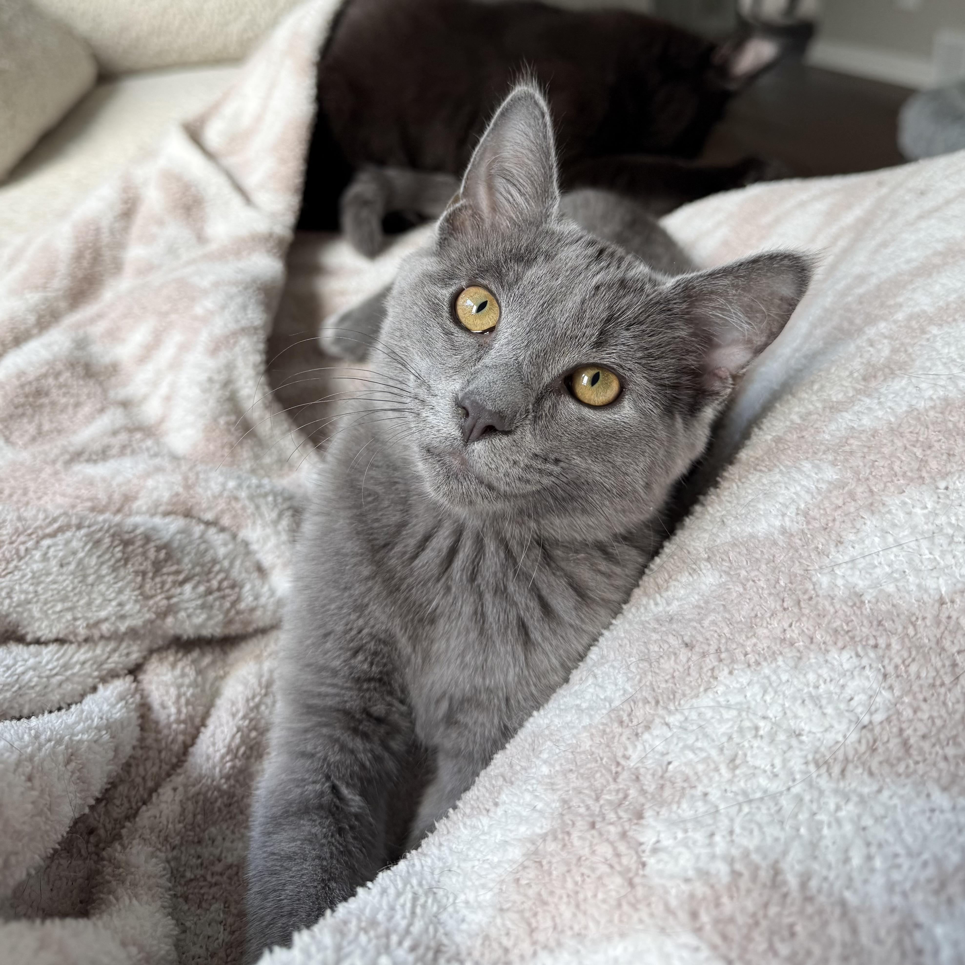 Enlarge Cloud, a Adoptable Domestic Short Hair in Massillon , OH image 4/5