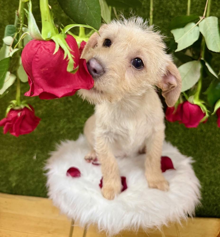 Tigger, Adoptable, Puppy Male Schnauzer & Terrier.