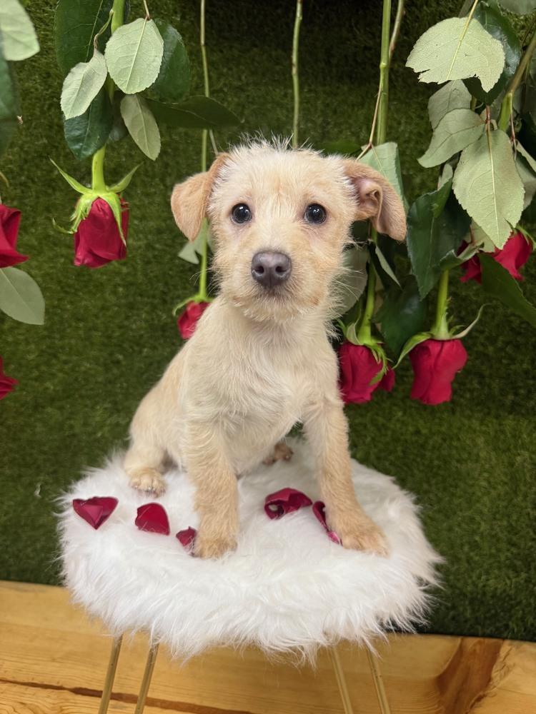 Tigger, a Adoptable mixed breed in Anderson, CA image 2/5