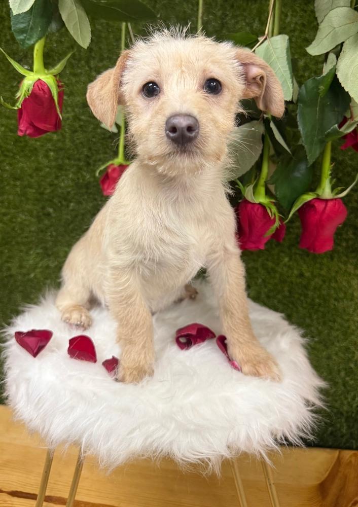 Tigger, a Adoptable mixed breed in Anderson, CA image 4/5