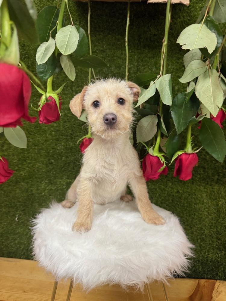 Tigger, a Adoptable mixed breed in Anderson, CA image 5/5