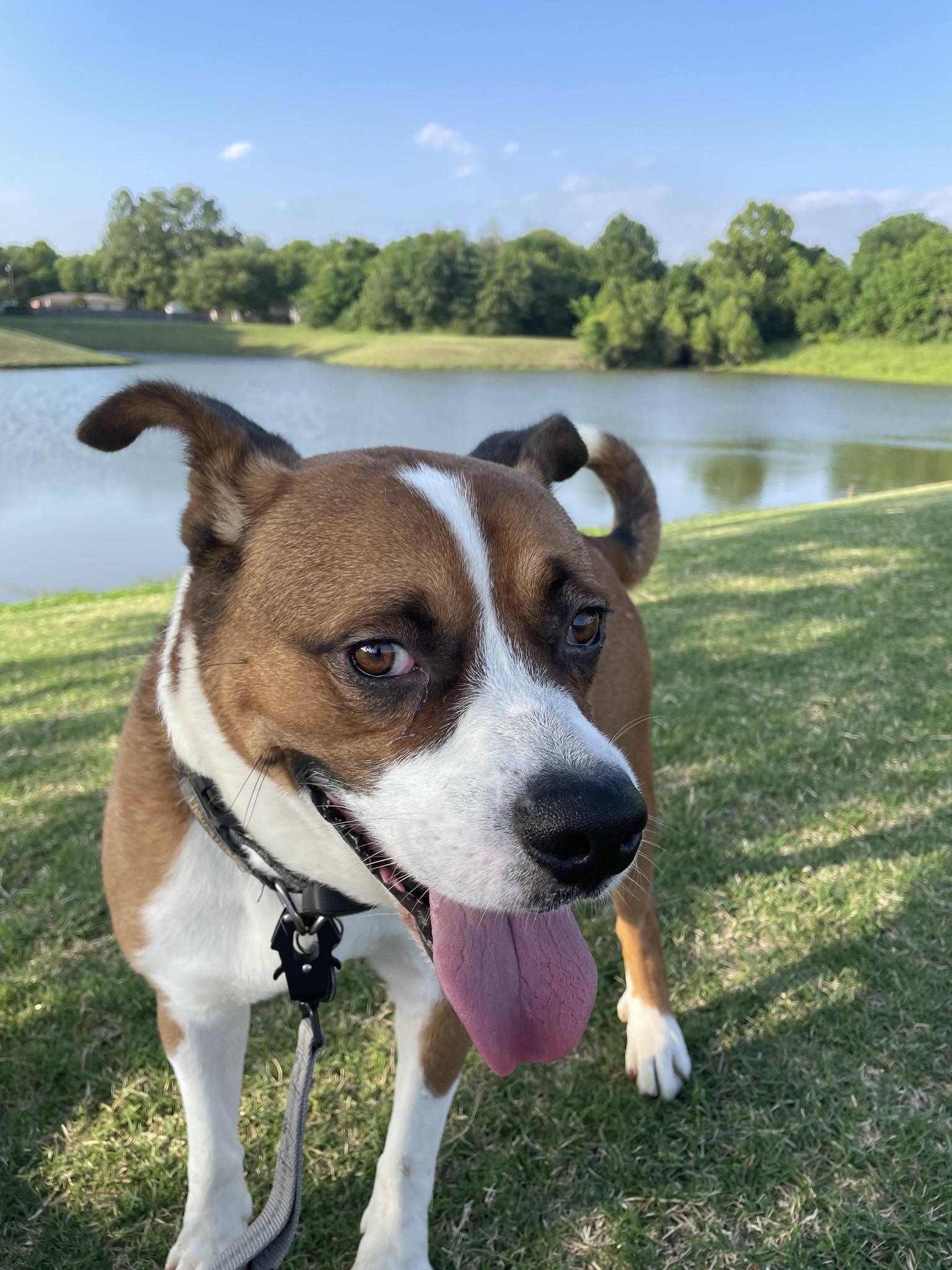 Max , a ADOPTABLE Mixed Breed in Broken Arrow, OK image 2/3
