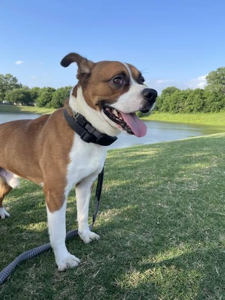Max , ADOPTABLE, Adult Male Mixed Breed.