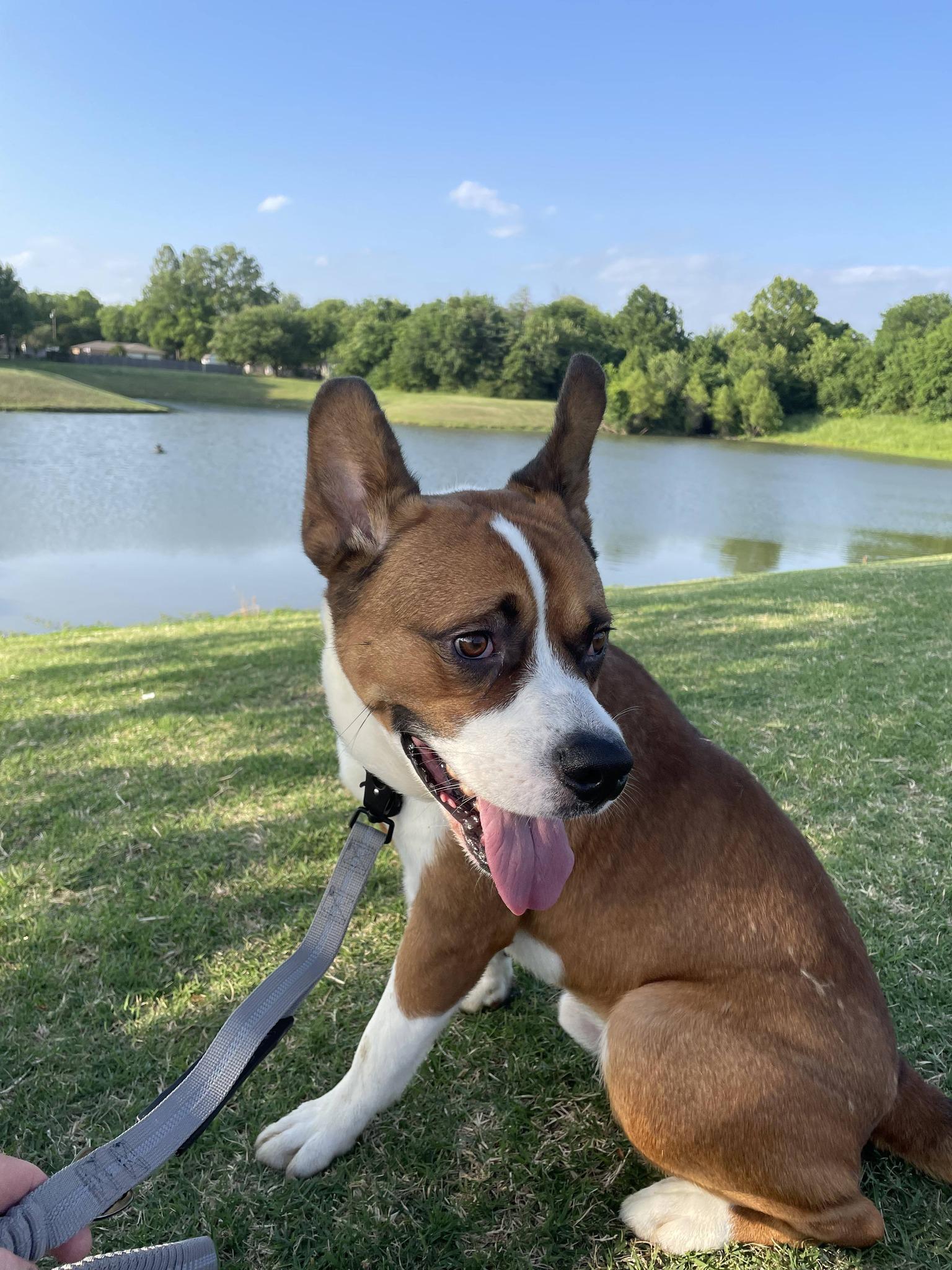 Max , a ADOPTABLE Mixed Breed in Broken Arrow, OK image 3/3