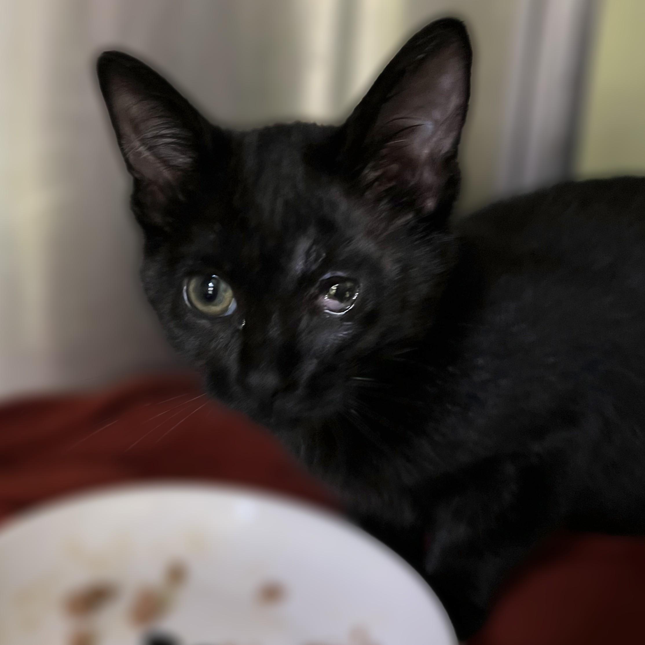 Mimi